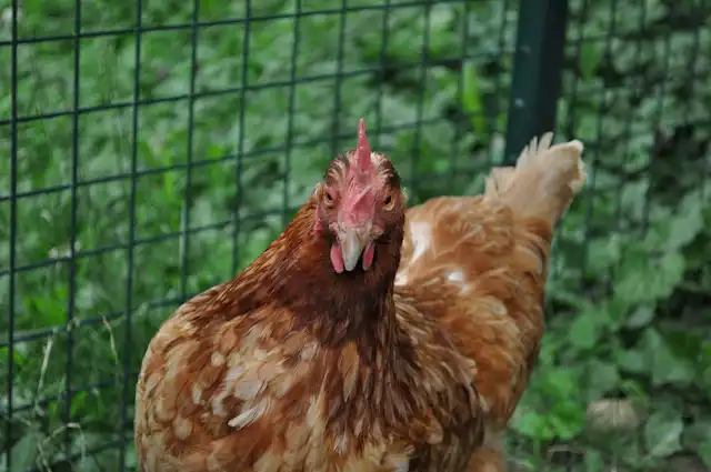 Huhn Portrait