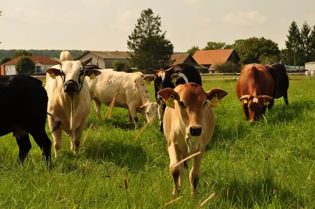 Zwergzebus am Chaoshof