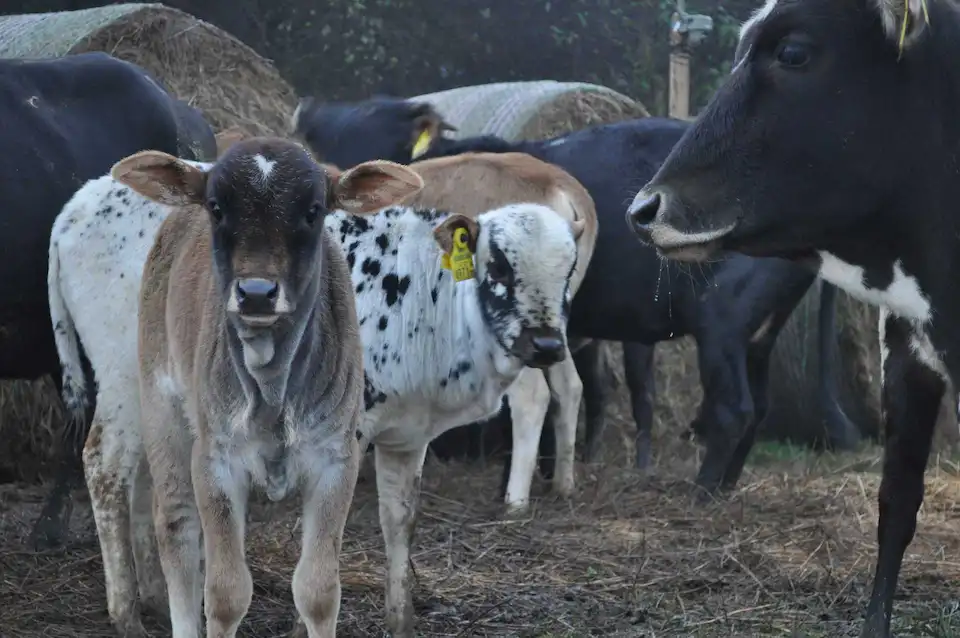 Zwergzebu Herde auf der Weide